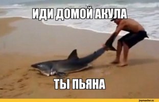 Невероятные морские обитатели, встреча с которыми вызывает всплеск адреналина