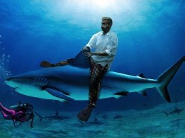 Невероятные морские обитатели, встреча с которыми вызывает всплеск адреналина