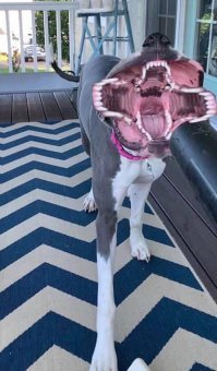 Ловец воздуха: Пёс стал героем всех ужастиков благодаря фотошоперам