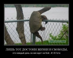 Собака научилась сбегать из дома хозяйки через ворота