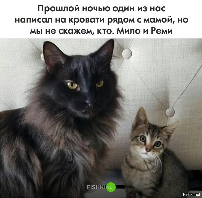 у меня для вас плохая новость: если коты под вас сцут,они не считают вас мамой