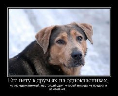 Пес разгневался, обнаружив, что хозяин дурил его в игре в наперстки