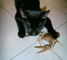 У нас все коты от раков разбегаются, когда те клешнями их за усы хватают, кроме одного. Он вообще боли не чувствует, набегается с ними, а потом засыпает в обнимку. Обижается, когда отбираем от него раков и варим.