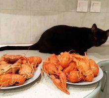 У нас все коты от раков разбегаются, когда те клешнями их за усы хватают, кроме одного. Он вообще боли не чувствует, набегается с ними, а потом засыпает в обнимку. Обижается, когда отбираем от него раков и варим.