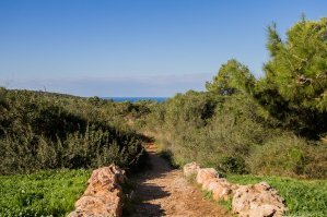 Странно. у нас и трава, и цветочки, и грибы зимой (маслята и шампиньоны)