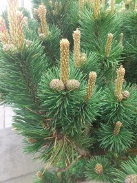 Ага, сосновая шишка!