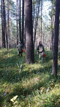 Вот фото из сибирского соснового бора, у нас с растительностью все отлично: разнотравие и мох нескольких видов.