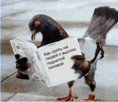 20 очень, очень сердитых птичек