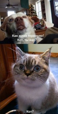 Прикольные и смешные картинки