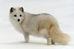 Полярный лис не толстый. Полярный лис пушистый.