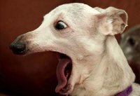 Дикий танец женщины шокировал собаку