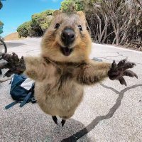 А где же квокка?