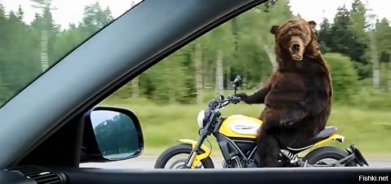"Медведи рулят": как русская медведица получила водительские права в Германии