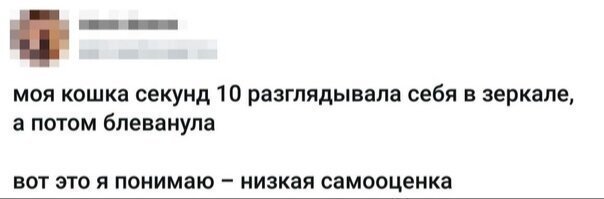 На самом деле зеркала это тоннели между мирами. Кошки просто переместили сознание. Рвота просто реакция на перемещение.