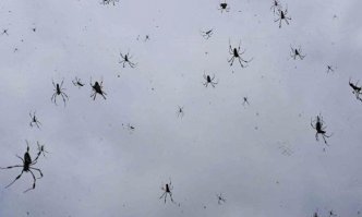 Ага, совсем не умеют!