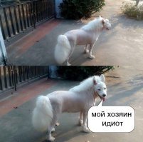 Смешные картинки с надписью