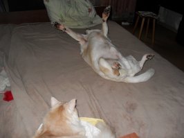 Мои