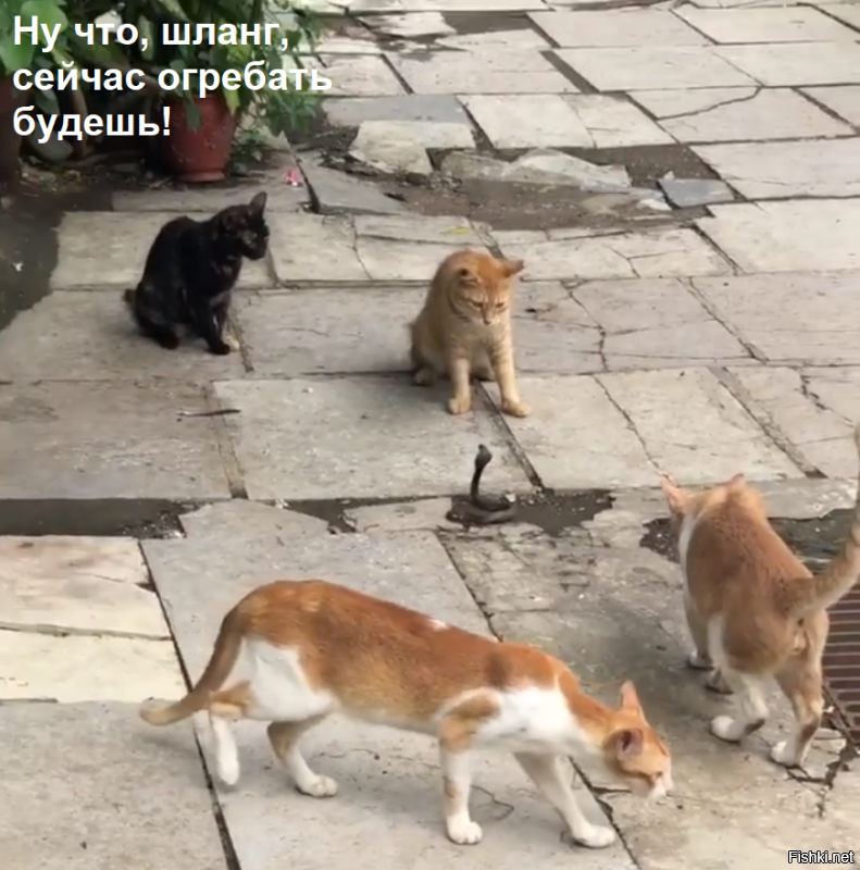 Схватка четырех котов и молодой кобры попала на видео
