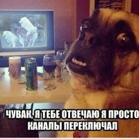 «Ни стыда ни совести»: фото питомцев, которые нашкодили и ни капли об этом не жалеют