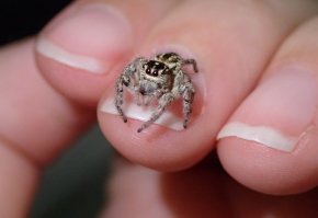 Это паук-скакун. Он размером всего миллиметров 5-7)