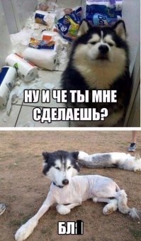 «Ни стыда ни совести»: фото питомцев, которые нашкодили и ни капли об этом не жалеют