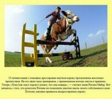 Поправка. Это не Луна думает, что она лошадь. Это Регина Майер думает, что корова, это лошадь. Разные вещи, как по мне...