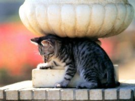 Прикольные и смешные картинки