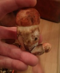 Вчерашняя находка. Обратите внимание на выражение лица...