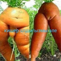 Татарская надпись гласит: а вы уже выкопали морковь?