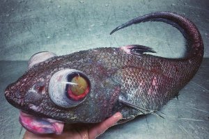 Афтар, хватит постить херню, это макрурус, глубоководная промысловая рыба