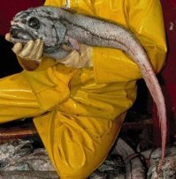 Я хоть и не специалист и не норвежский, а макруруса (Macrourus berglax или по-другому, гренадера) узнал сразу :)