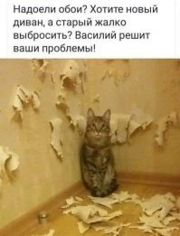 «Ни стыда ни совести»: фото питомцев, которые нашкодили и ни капли об этом не жалеют