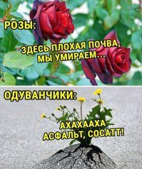 Недавно вспоминал про "лопух".  Вопрос не для Миллионников городов .

А вы давно видели Лопух?  Что то как то они пропали не?