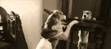 "Я красавец!... Очень возможно, что бабушка моя согрешила с водолазом. То-то я смотрю – у меня на морде – белое пятно."