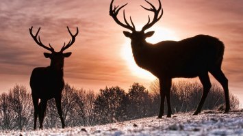 Скрины из социальных сетей