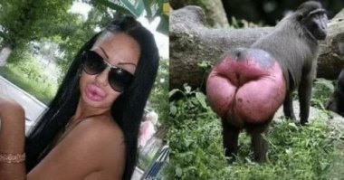 Почему у некоторых обезьян красные ягодицы?