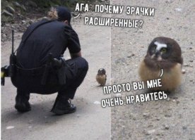 Смешные картинки с надписью