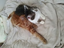 Как говорится, если бы мы жили в Японии, моих котов бы звали Кудасука и Хулимяу.