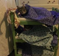 Прирожденные ниндзя