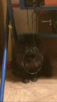 Котик, не надо, все образуется...