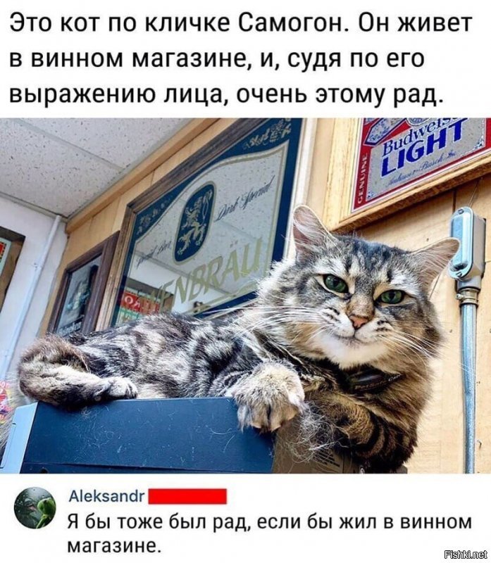 Кот ваще душевный!