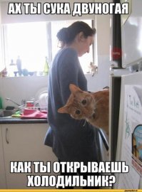 Смешные картинки с надписью