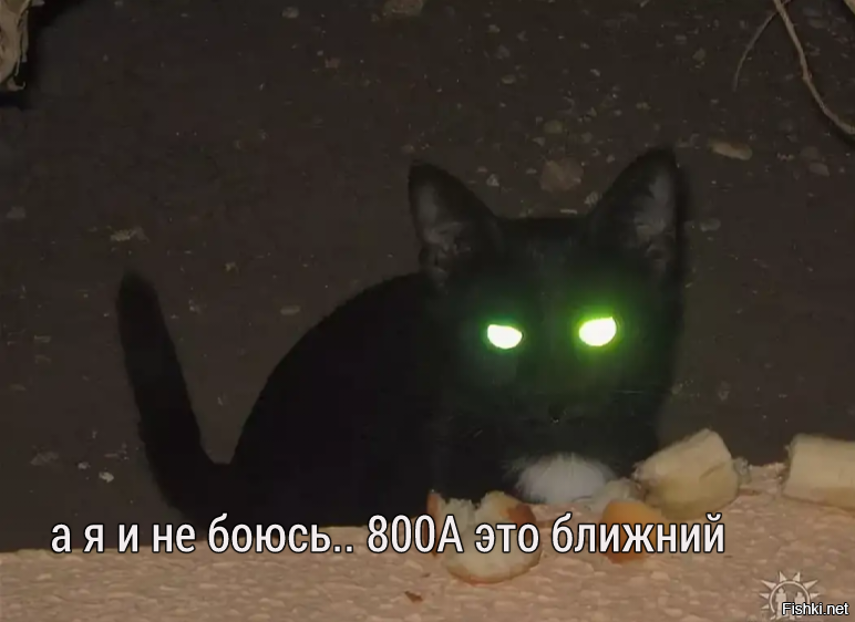 Хочу светящиеся глаза. У кошки светятся глаза в темноте. Светящиеся глаза кота. Черный кот со светящимися глазами. Светящиеся кошачьи глаза.