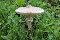 Утверждение не верное. Есть целый ряд грибов с юбкой которые съедобны. Пример