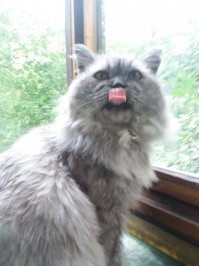 Мой ) Старый уже. Персик.Уличный боец.