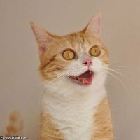 Фотографии из семейных альбомов котов