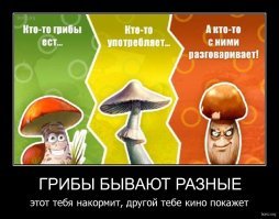 Самые опасные грибы в России