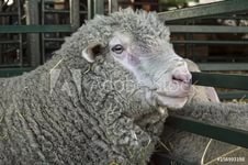 Пристрастный пост