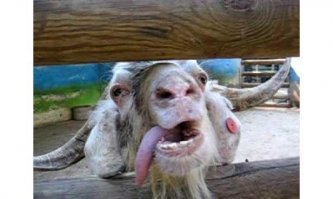 Пристрастный пост