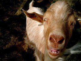 Пристрастный пост